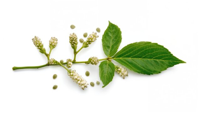 Green birch branch featuring catkins and foliage set against a white backdrop, potential uses in medicine and food processing