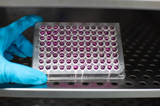 Scientist wearing blue gloves is holding 96-well microplate filled with pink colored culture medium, placing it in incubator for cell culture. The image represents laboratory testing processes.