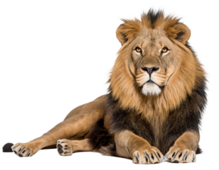 Majestic male lion with full mane lying down isolated on transparent background