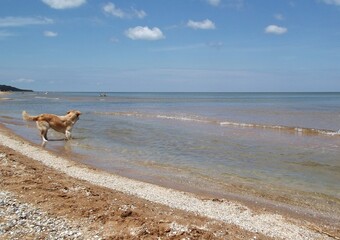 Golden retriever dog playing on a sandy sea beach.