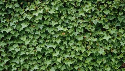 Obraz premium Branches of a green bush with vibrant leaves, natural texture and seasonal change