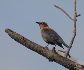 Rusty Blackbird