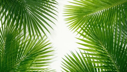 Green palm leaves, tropical plant against a white backdrop, seasonal change