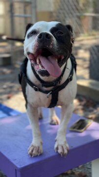 This friendly shelter dog enjoys playtime and is ready for adoption. Spayed and neutered, this canine is looking for a forever home filled with love.