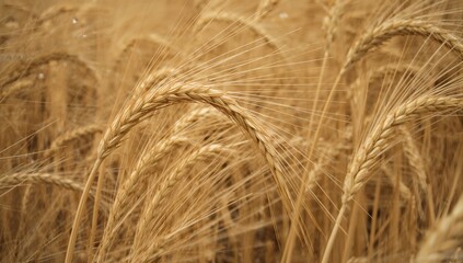 Naklejka premium Close-up of golden wheat ears, highlighting the ripening process, agricultural harvest season