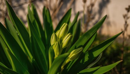 Obraz premium Close-up of lush green foliage and budding plants under bright sunlight, showcasing seasonal change