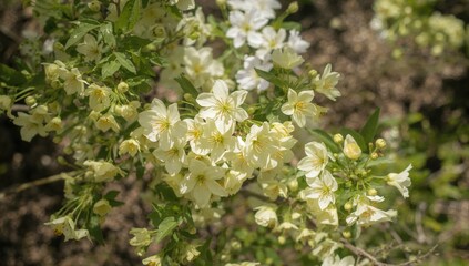 Colorful spring flowers in bloom, symbolizing seasonal change