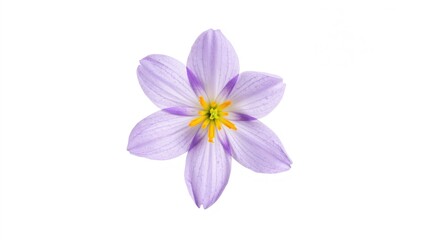Chionodoxa flower isolated against a white backdrop, suitable for editorial header background
