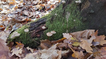 Mushrooms Growing on a Mossy Tree Trunk Surrounded by Autumn Leaves in a Forest