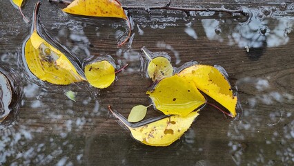 Abstract Autumn Art With Yellow Leaves And Water Ripples