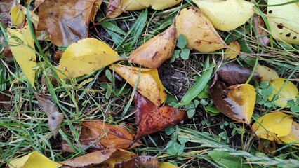 Yellow Autumn Leaves On Grass In A Moist Garden