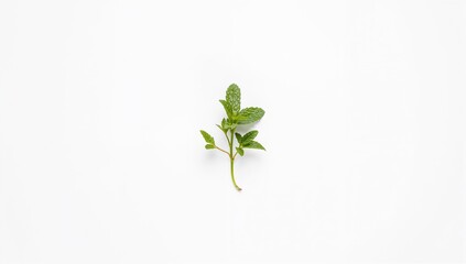 Obraz premium A single mint leaf placed on a plain white background, ideal for culinary presentation