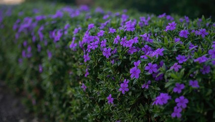 Fototapeta premium Greater Periwinkle Blooms Amongst the Hedge, Seasonal Change