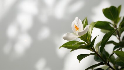 Fototapeta premium Beautiful Siam flower, floral beauty, nature's elegance