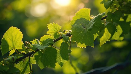Fototapeta premium A closeup of vibrant green vine leaves with delicate buds in early summer, showcasing growth and vitality