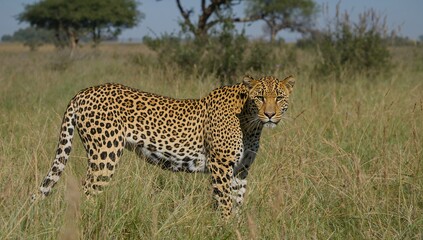 Fototapeta premium Leopard resting in the wild, showcasing its natural habitat, preservation