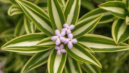 Obraz premium Close-up of a delicate plant with green and yellow striped leaves and light pink flowers, showcasing a vibrant and refreshing appearance