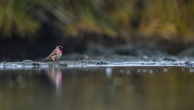Linnet bird, Carduelis cannabina, male reflected in water, seasonal change, summer