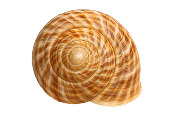 Marine Shell Pattern Isolated on a Transparent Background
