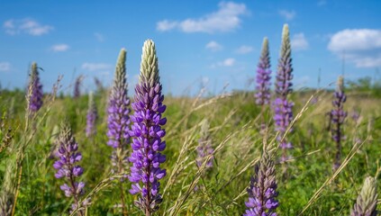 Lupinus polyphyllus, featuring bright wild purple blooms in summer, showcasing seasonal beauty