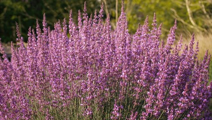 Obraz premium Direct perspective of a flowering purple lilac shrub