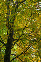 Looking up at beech tree in autumn with colourful autumnal leaves, Hampshire, UK