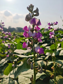 Close-up of a blooming purple hyacinth bean flower stalk with green leaves and a blurred field background