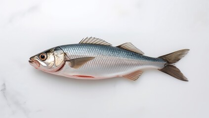 Fototapeta premium Isolated Spanish mackerel displayed against a white background, protein-rich meal