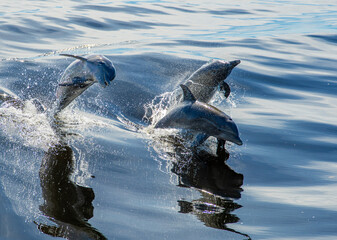 Obraz premium three dolphins splashing in the water