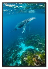 Fototapeta premium Majestic Humpback Whale Swimming Over a Vibrant Coral Reef.