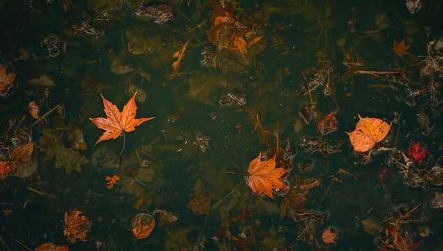 Dark green water surface with autumn leaves and dry tree needles, seasonal change