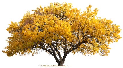 A high quality yellow tree in autumn isolated on white background 