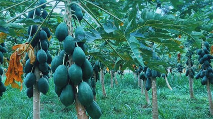 Papaya plantation. There are many large fresh papayas on the tree. Green papaya fruits on fruit trees. Papaya fruit, Central Java, Indonesia, Asia. 4K