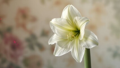 Obraz premium Detailed view of an amaryllis flower, vibrant petals and intricate textures, ideal for floral design applications