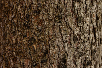 Close up tree bark detailed texture natural pattern forest brown grey colors. Rough organic surface nature. Photographic background graphic resource