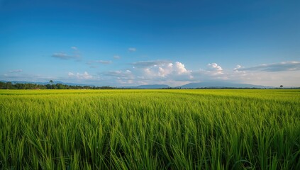 Lush green rice fields under a bright sky, seasonal change, vacation