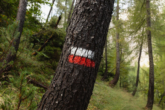 CAI red white trail marker painted on tree bark in forest indicates official hiking trail. Outdoor navigation mountain safety Italian Alpine Club