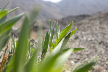 Macro View of Bright Green Desert Grass or Leaves with Blurred Arid Mountain Backdrop
