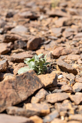 Small Resilient Green Plant Barely Surviving in a Field of Reddish-Brown Desert Rocks
