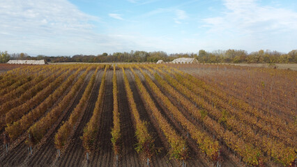 vineyard in autumn colors seen from the drone