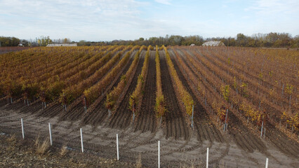 vineyard in autumn colors seen from the drone