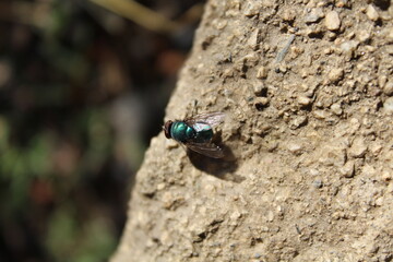 green bottle fly (Lucilia sericata) on plants or flower