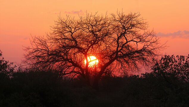 Sunset glowing through the silhouette of tree limbs