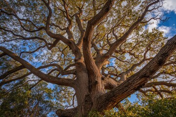 Fototapeta premium The large tree with stunning limbs