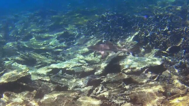 A young blacktip reef shark (Carcharhinus melanopterus) gracefully swims beneath the clear tropical waters off the coast of Borneo. 