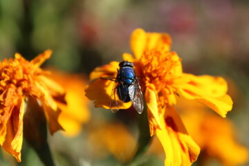 green bottle fly (Lucilia sericata) on Merigold plants or flower