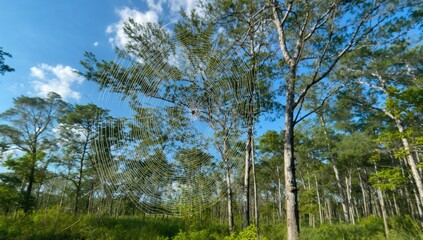 Obraz premium Arachnid silk strands set before a background of dense verdant leaves
