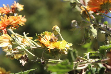 Honey Bee setting on Chrysanthemum flowers