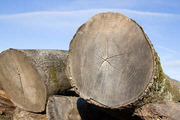 Baumstamm Jahresringe 1