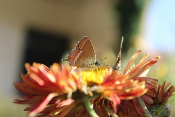  Sorrel sapphire or hairstreak butterfly setting Chrysanthemum flowers